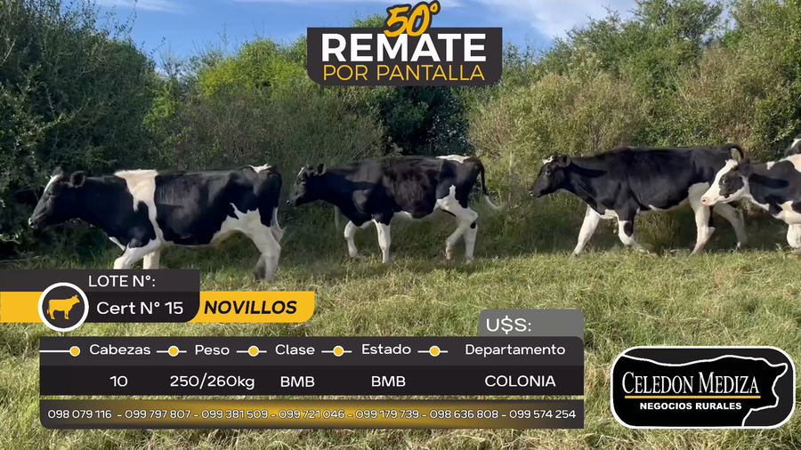 Lote 10 Novillos Holando en Otra Localidad, Colonia