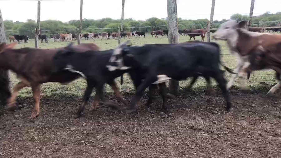 Lote 115 Terneros en Pto. Eva Perón, Chaco