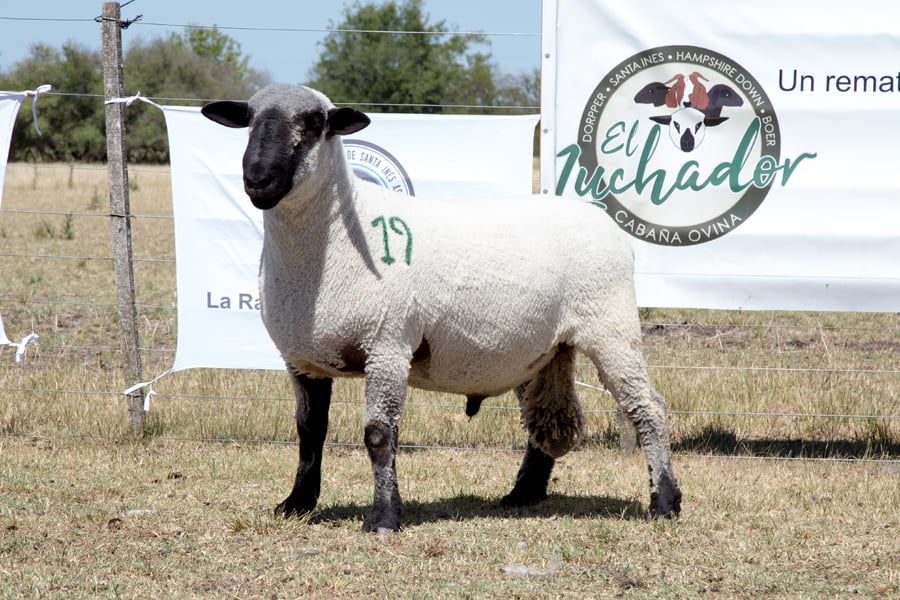 Lote OVINO HAMPSHIRE D. MACHO PPC