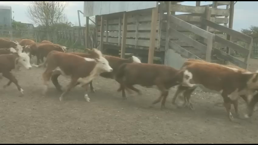 Lote 100 Terneros/as en Curuzú-Cuatiá, Corrientes