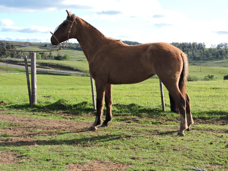 Lote Paso Katia (RP) - Cabaña San Germán del Paso