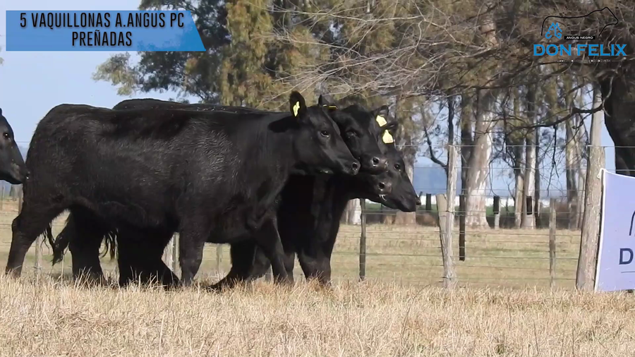 Lote "Cabaña ""Don Felix"" Vaquillonas PC"