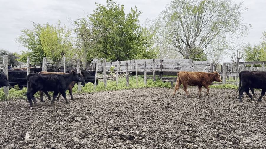 Lote 70 Terneros/as en Santa Fe, Helvecia
