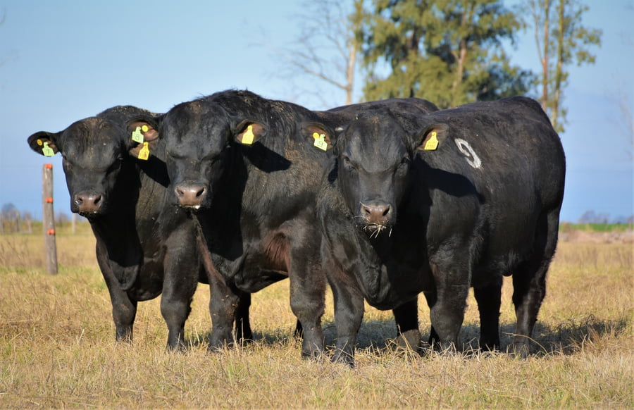Lote "Cabaña ""Don Felix"" Toros Angus PC"