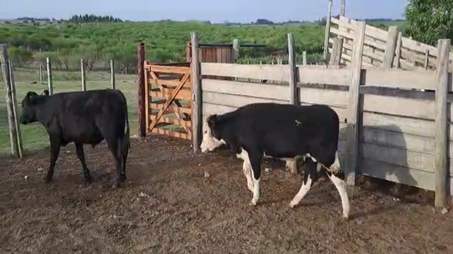 Lote 6 Terneros en San José