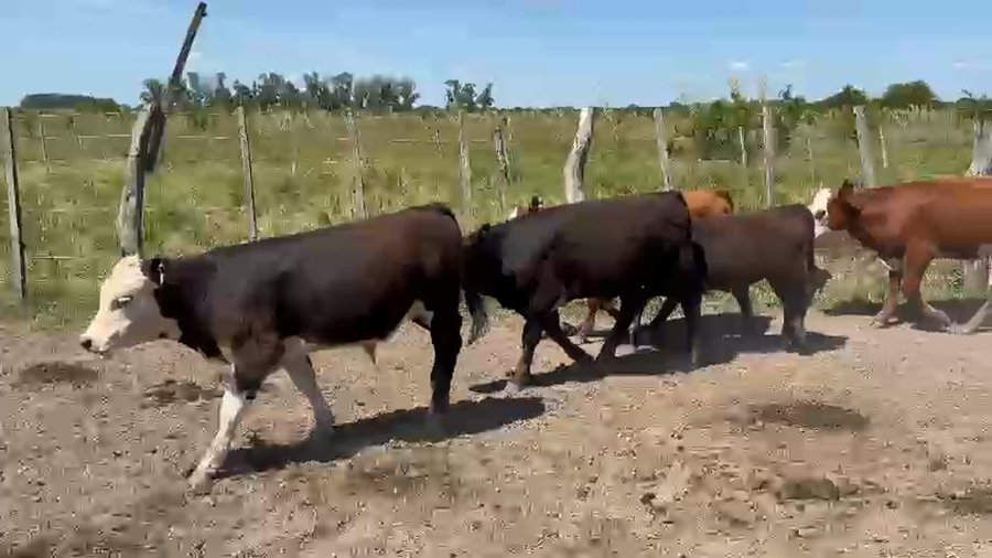 Lote 77 Terneros