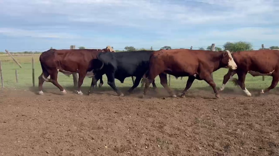 Lote 33 Novillos en Corrientes, Curuzu Cuatia