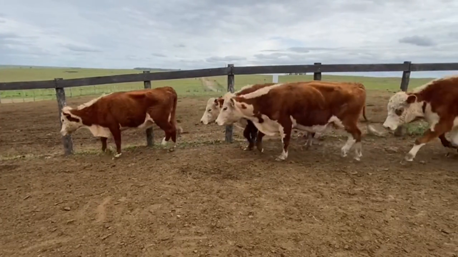 Lote Vacas de Invernada