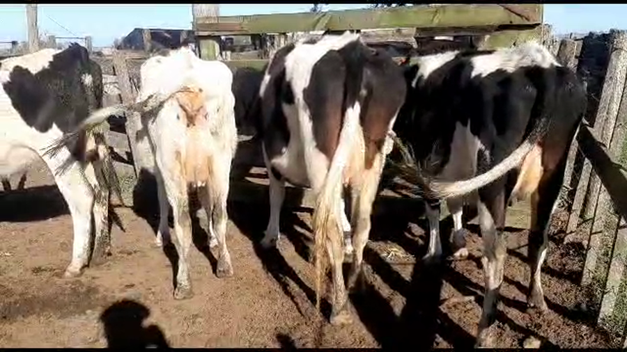 Lote 4 vaquillonas holando proximas