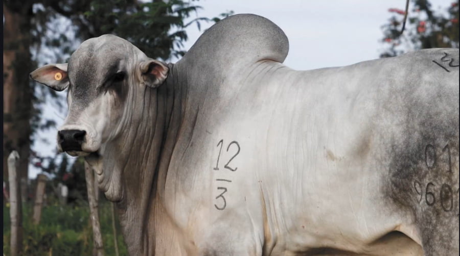 Lote LOTE 19