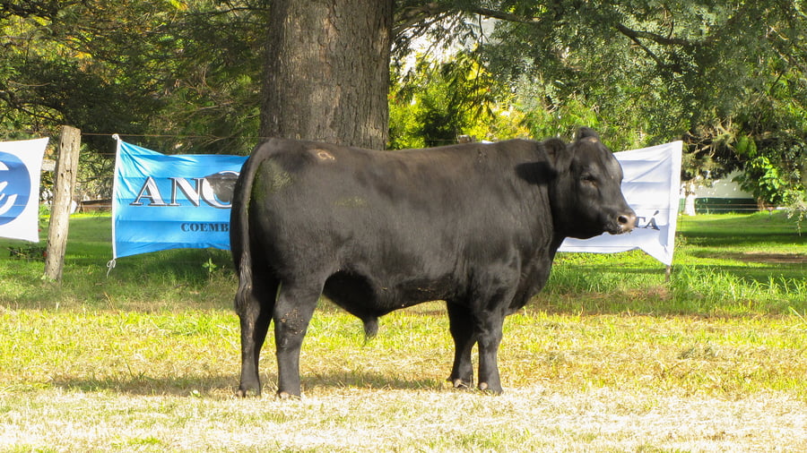 Lote CABAÑA COEMBOTÁ: RP 207