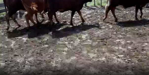 Lote 5 Vaquillonas en San José