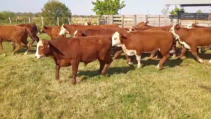 Lote 70 Terneros en Corrientes, Mercedes