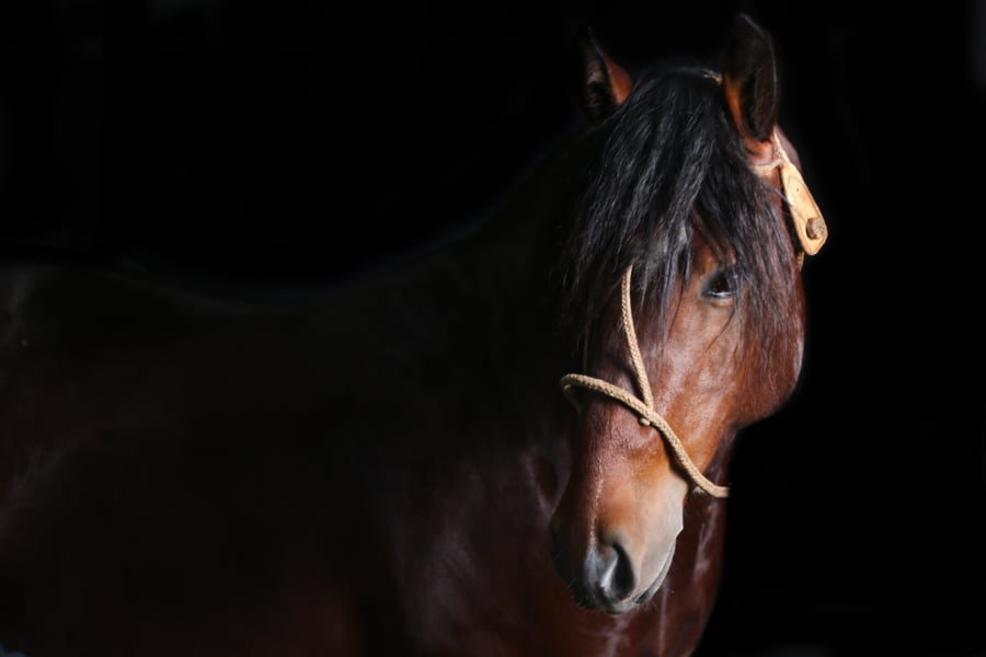 Lote PORA GUARDAPOLVO