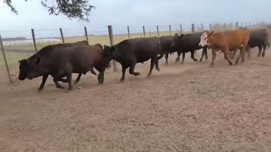 Lote 49 Novillitos EN DEL VALLE  (25 DE MAYO)