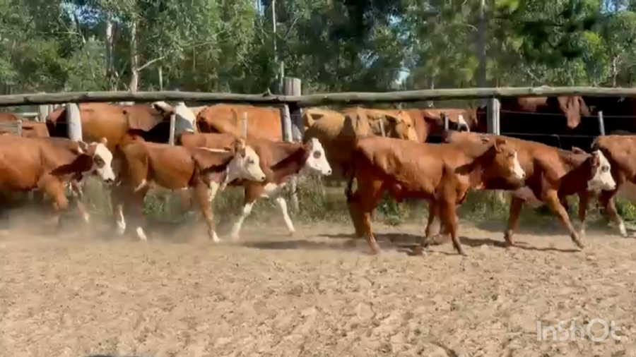 Lote 130 Terneros/as en Corrientes, Santa Rosa