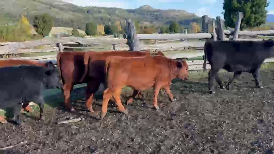 Lote 34 Ternera en Chile Chico, XI Región Aysén