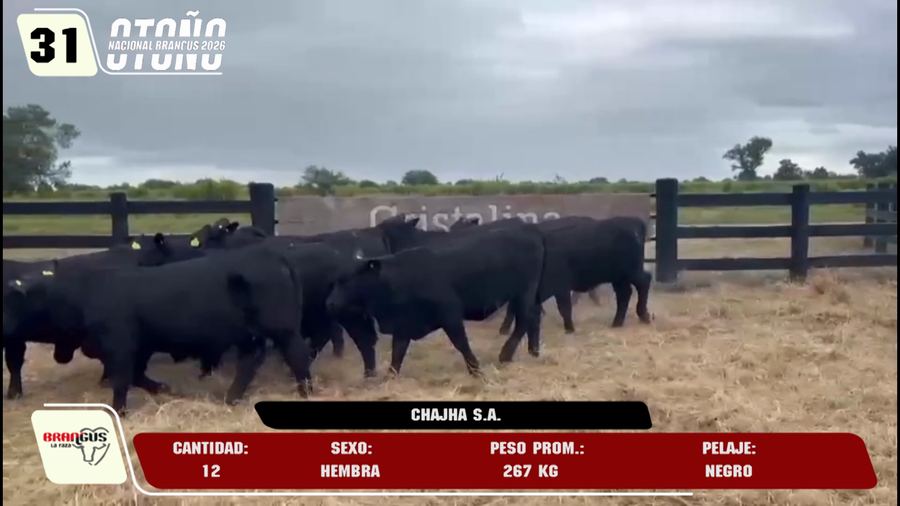 Lote LOTE 31