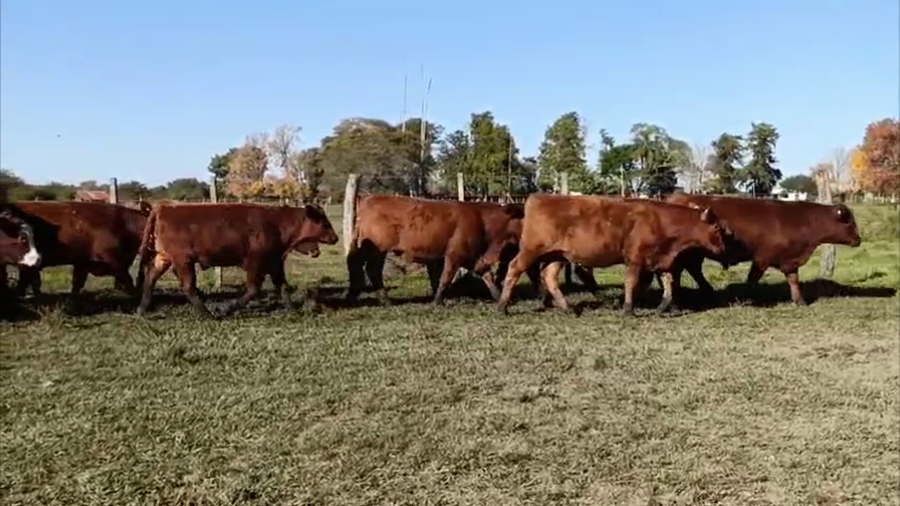 Lote 105 Terneros en Curuzú-Cuatiá, Corrientes