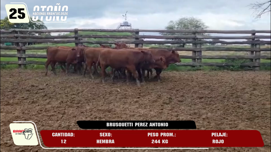 Lote LOTE 25