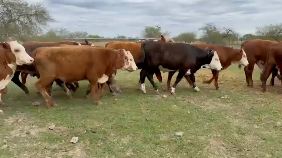 Lote 110 Terneros