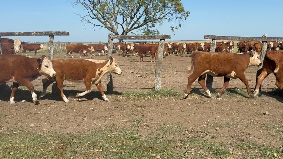 Lote 86 Terneros/as en Corrientes, Curuzú-Cuatiá