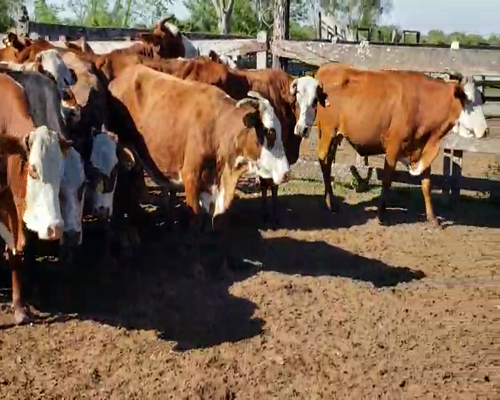 Lote 33 Vacas en Itatí, Corrientes
