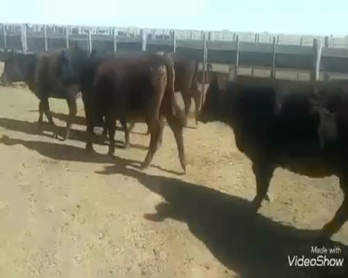 Lote 100 Terneras en Gral. Belgrano, Buenos Aires