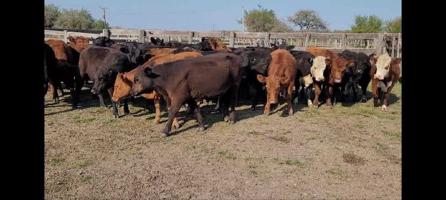 Lote 31 Novillitos y vaquillonas en Villaguay, Entre Ríos