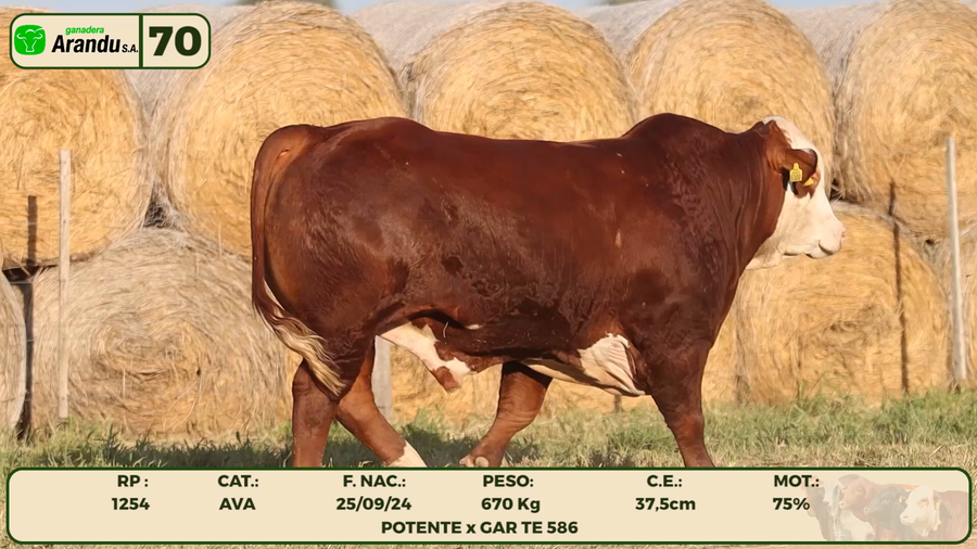 Lote LOTE 70