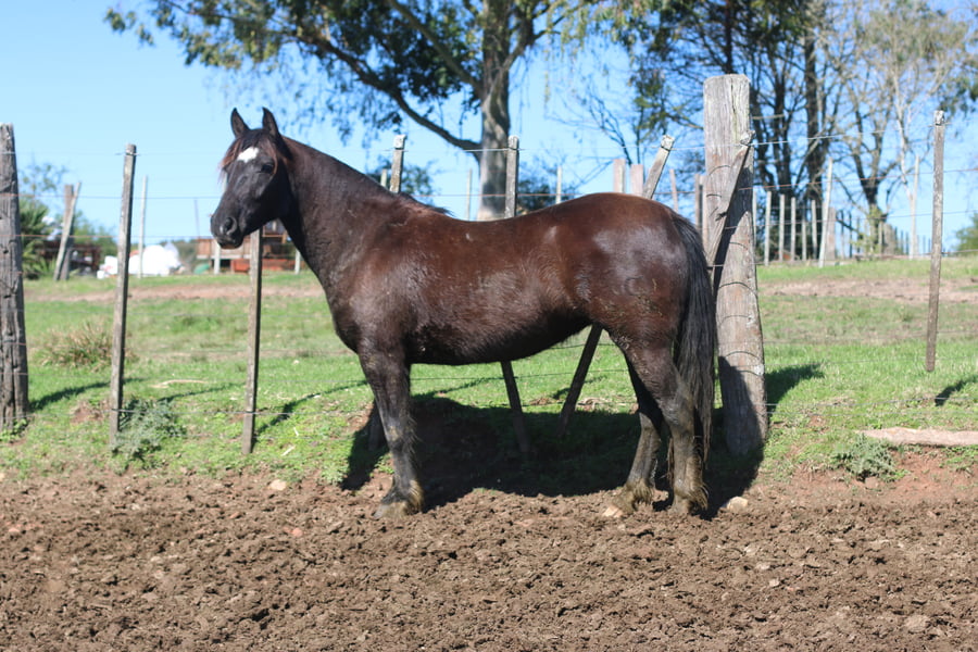 Lote PULPERA DEL CONVENTOS