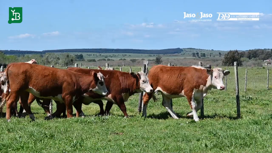 Lote VAQUILLONAS HS ASTADAS 2 AÑOS