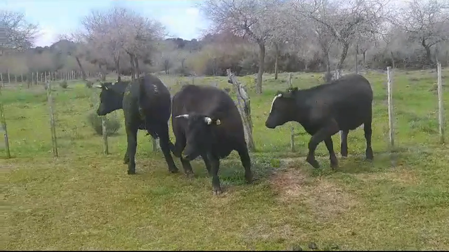 Lote (Vendido)3 Novillos Gordos a remate en #37 Pantalla Carmelo 410kg -  en POLANCOS