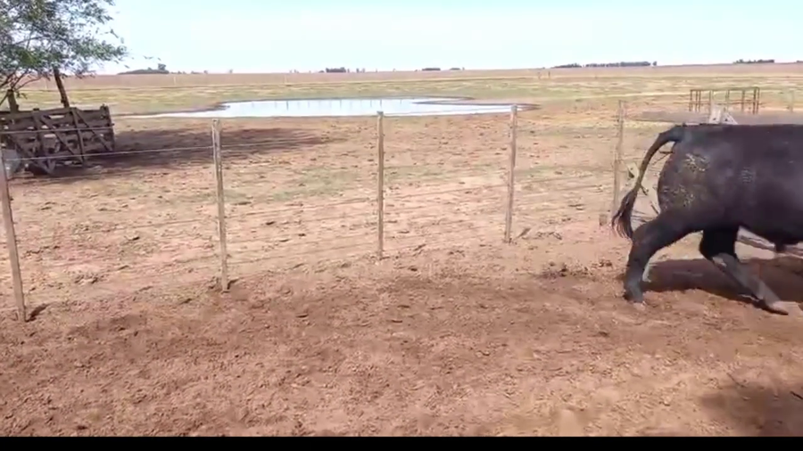 Lote 43 Novillitos y  Vaquillonas