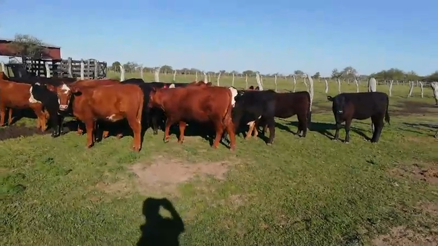 Lote 115 Terneros/as en Federal, Entre Ríos