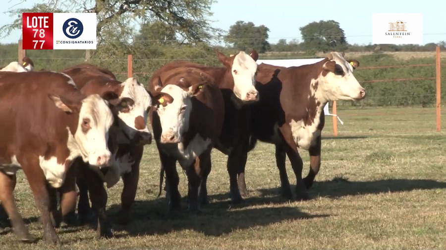 Lote Vaquillas Braford Generales-Preñadas IATF (17-12-2021) y Servicio Colectivo (27/12/21 al 05/02/22)