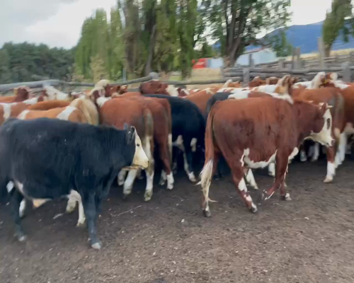 Lote 54 Novillo Engorda en Coyhaique, XI Región Aysén