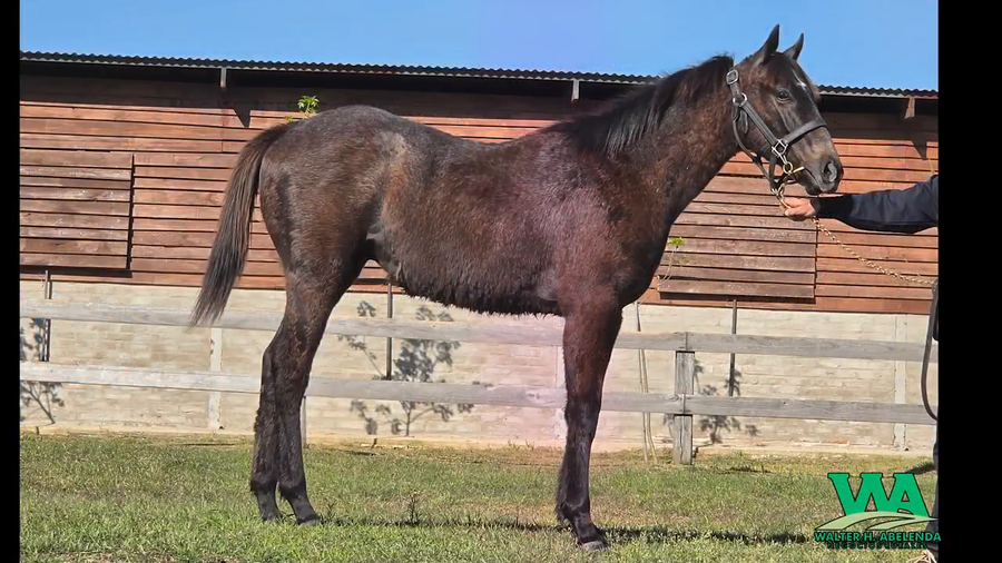 Lote ECLIPSE DE AMOR