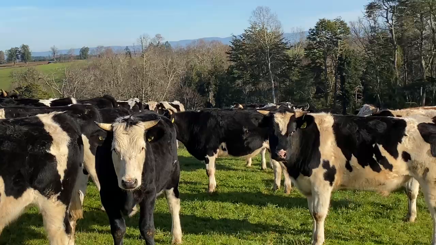 Lote 50 Novillo Engorda en Purranque, X Región Los Lagos