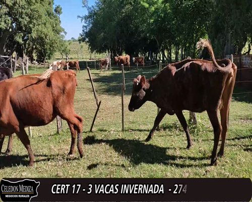 Lote (Vendido)3 Vacas de Invernada 1 AA X HE,  1 RA X HE, 1 NO X RA a remate en 12° Remate por Pantalla 276kg -  en - CONCHILLAS A 4 KM DE RUTA 21