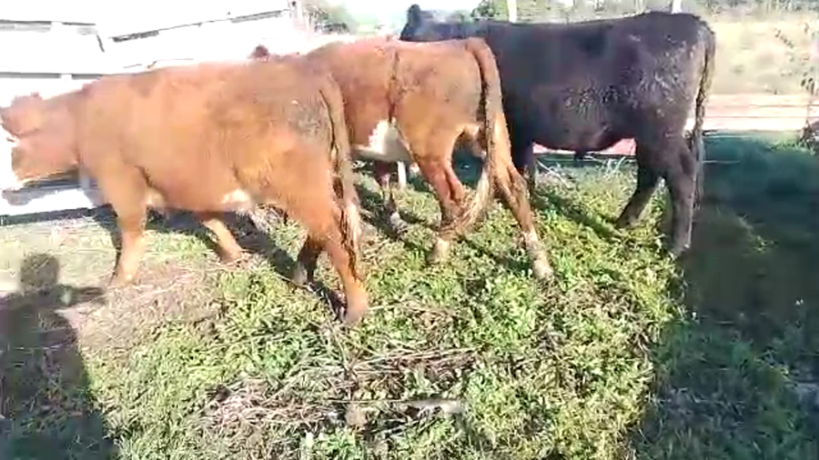 Lote 3 Novillos hereford