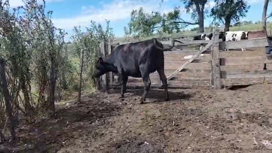 Lote Vaquillonas  a remate en Ultima pantalla del año - Escritorio Camy 380kg - , San José