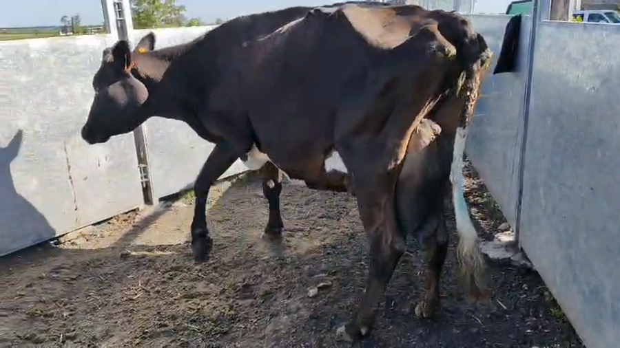 Lote Vacas de Invernada 500kg - , San José
