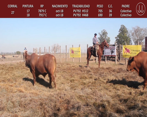 Lote TOROS BRANGUS DE CABAÑA LA TURINGIA