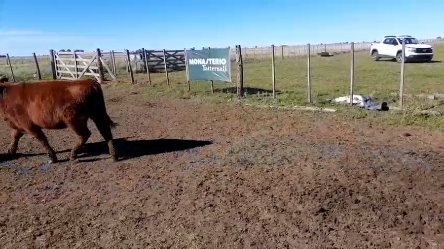 Lote 60 Terneros/as en Coronel Pringles