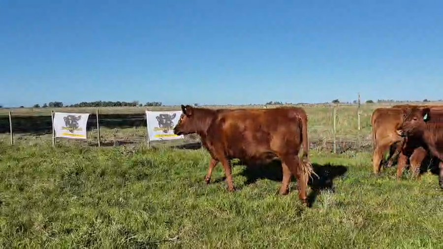 Lote 10 Vaquillonas C/ gtia de preñez