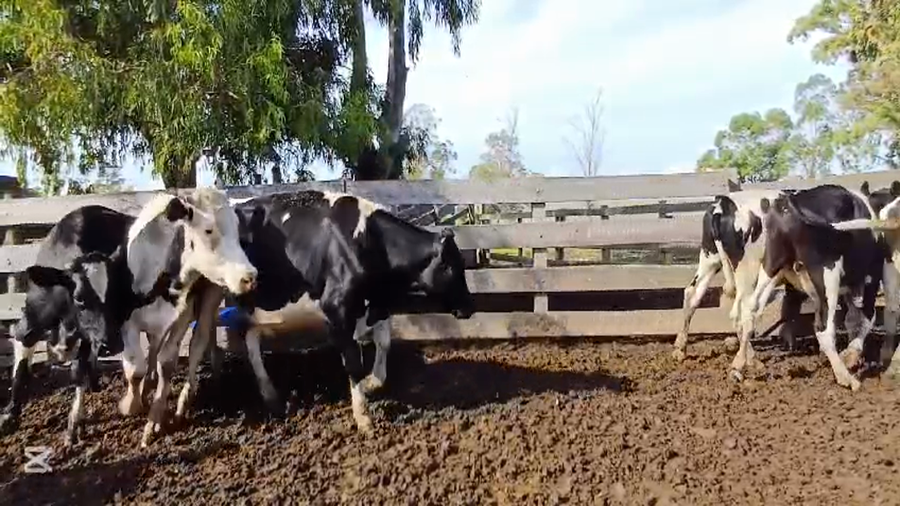 Lote NOVILLOS HOLANDO