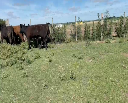 Lote (Vendido)6 Terneros AA a remate en 2da Pantalla ENTRE MARTILLOS 200-220kg -  en CHAMIZO