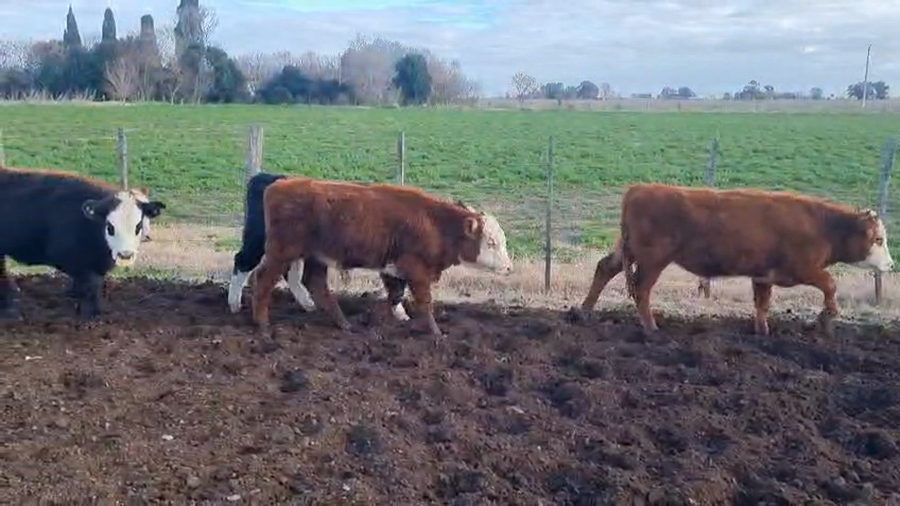 Lote 44 Terneros/as en Buenos Aires