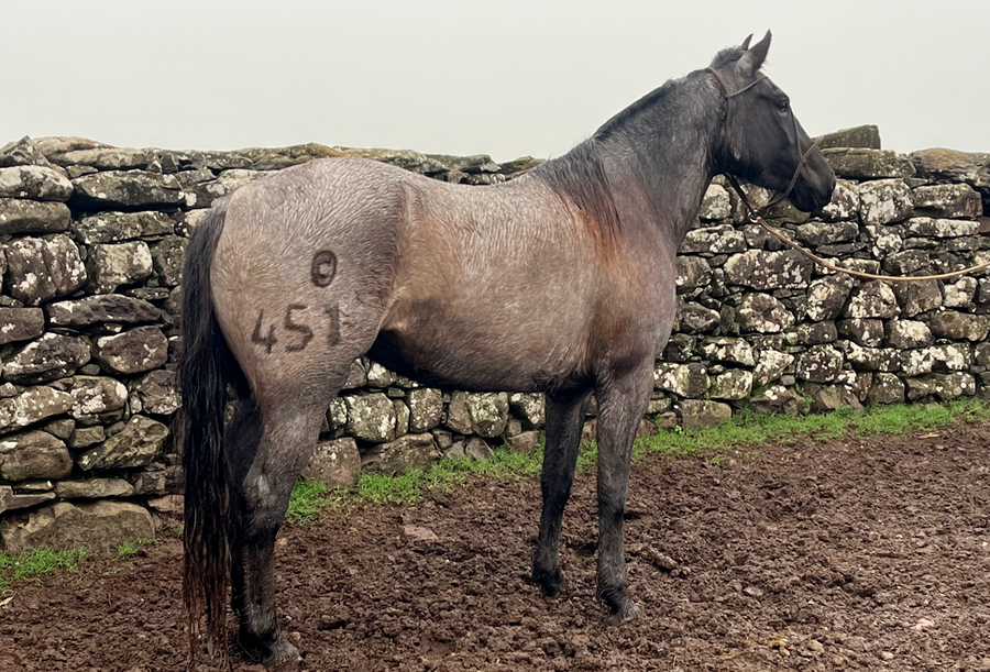 Lote SOÑADA GAITERA